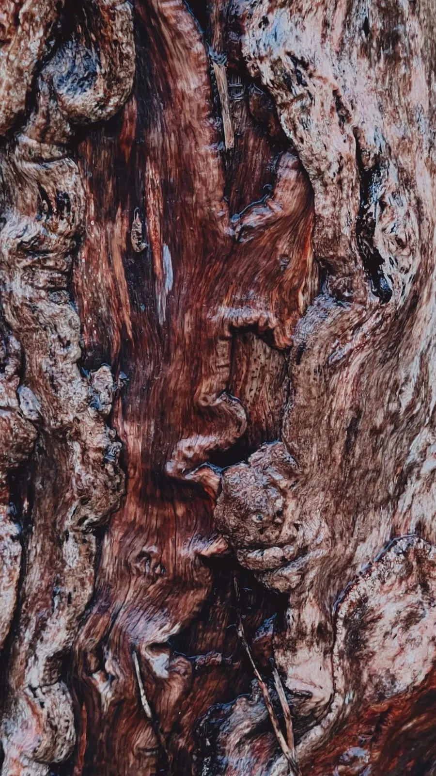 Textured bark on an ancient tree