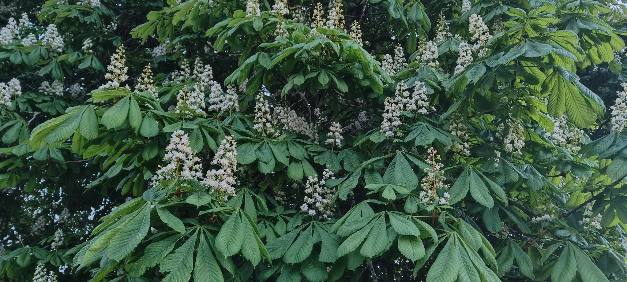 Wild bush growing in the woodland