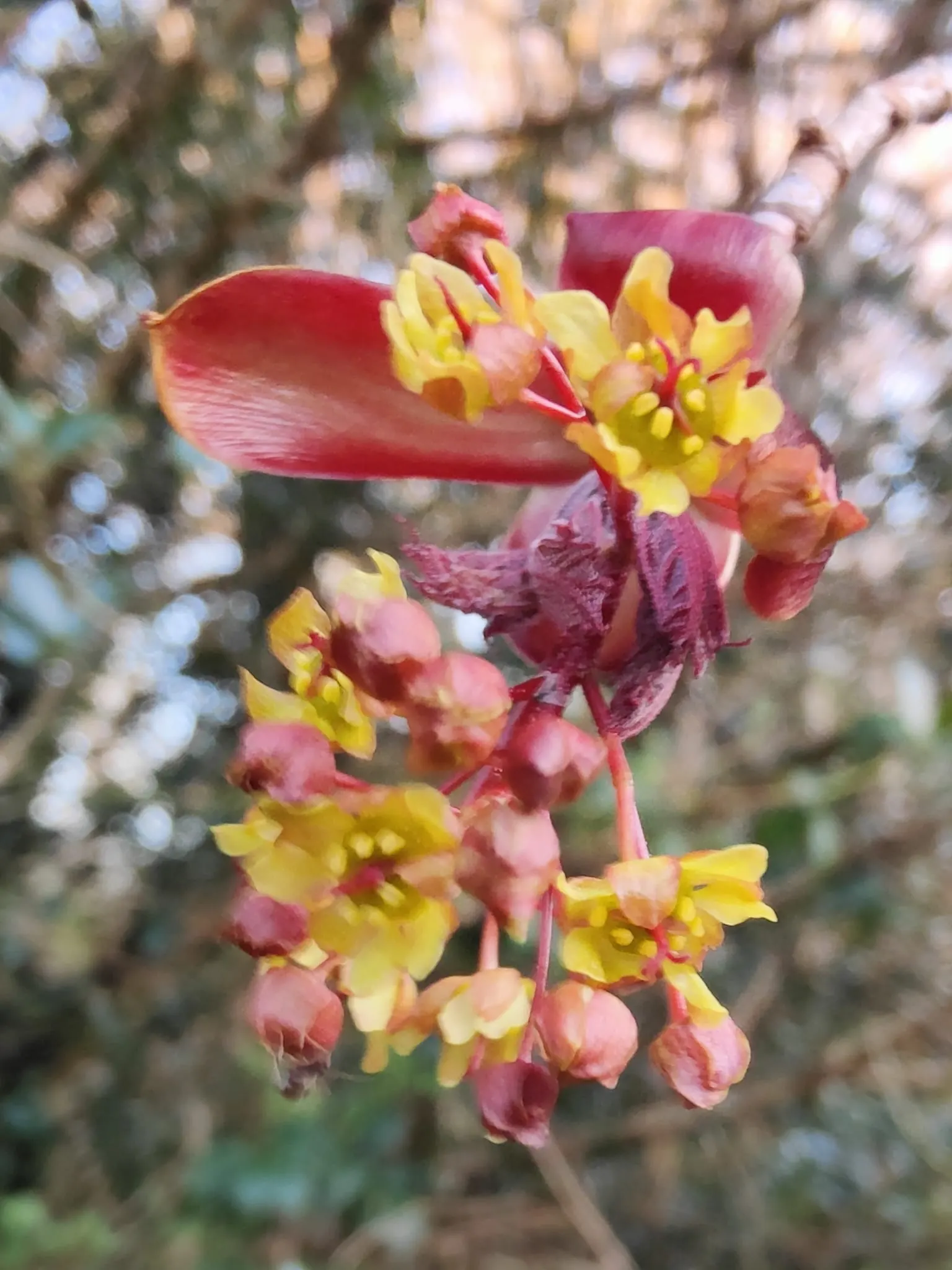 A delicate wildflower in the woodland