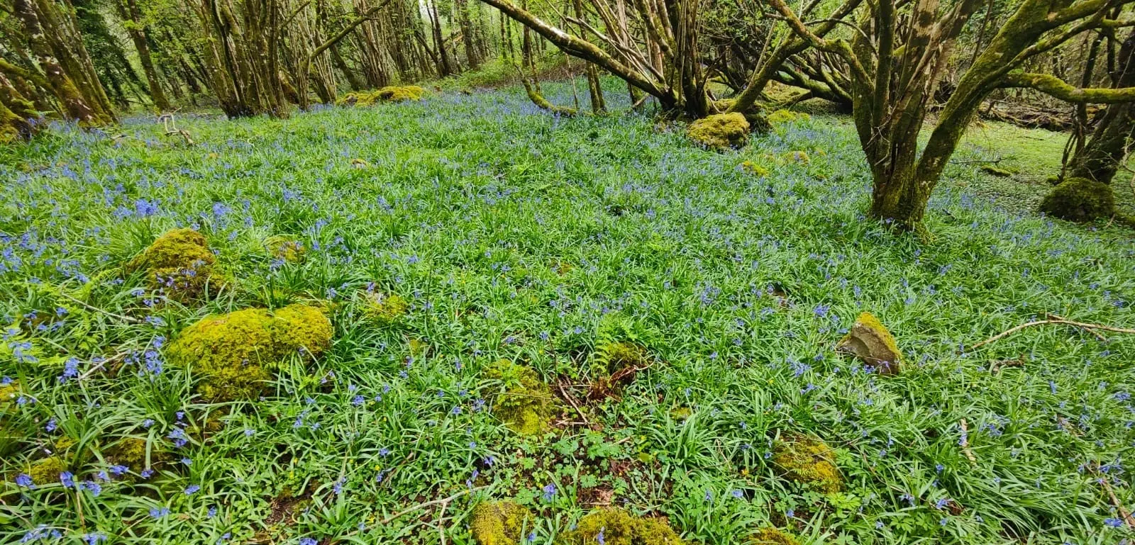 Forest floor in County Mayo, Ireland