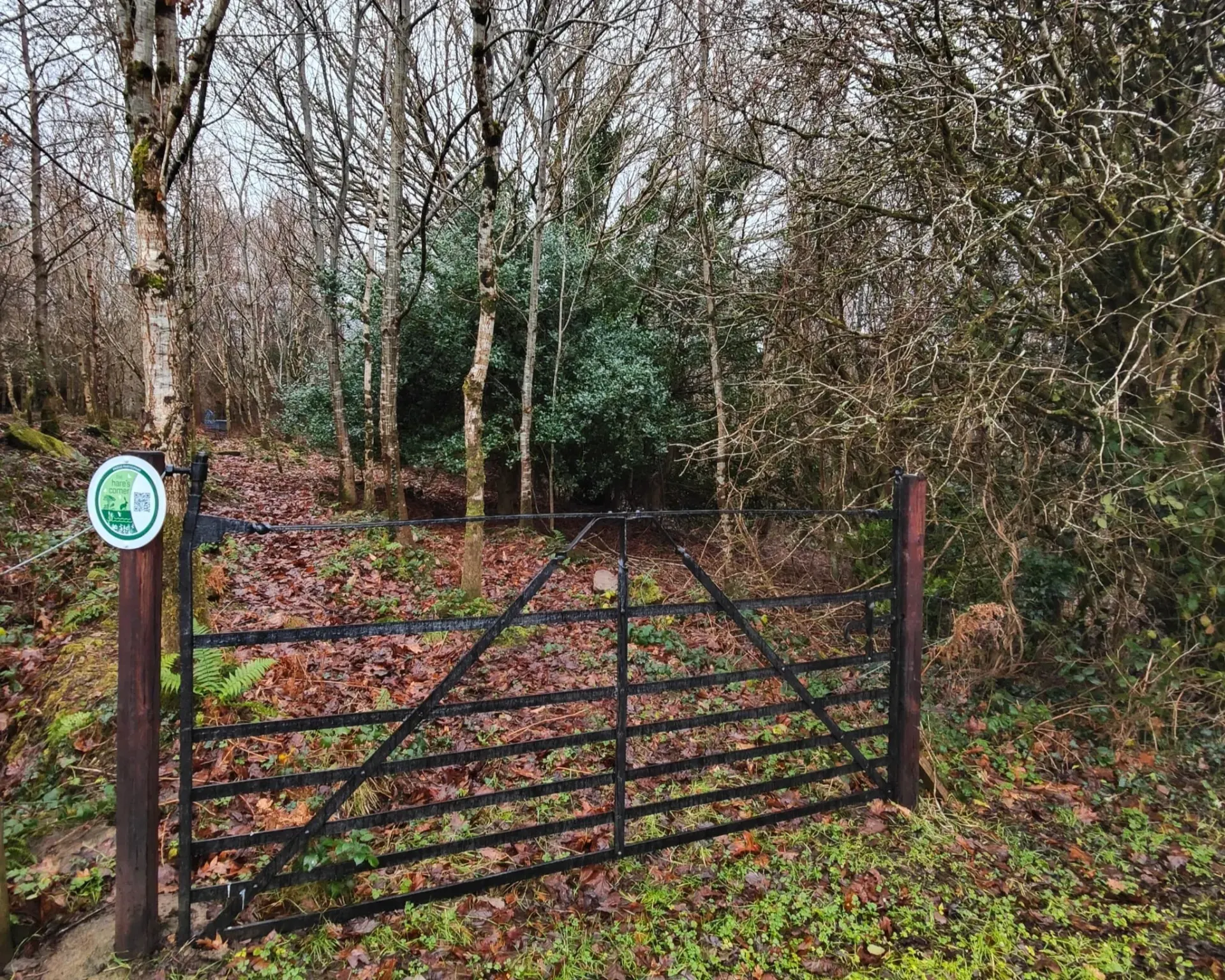 A woodland gate opening into the forest