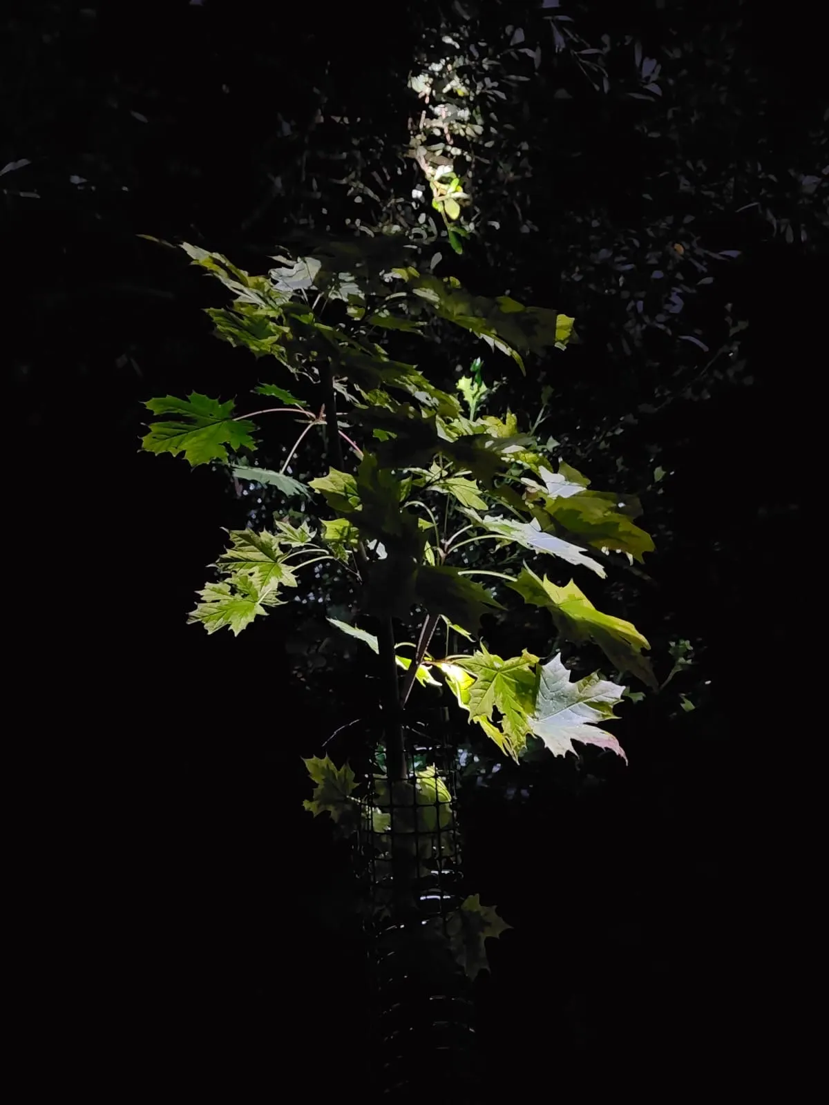 A plant emerging from deep shadow